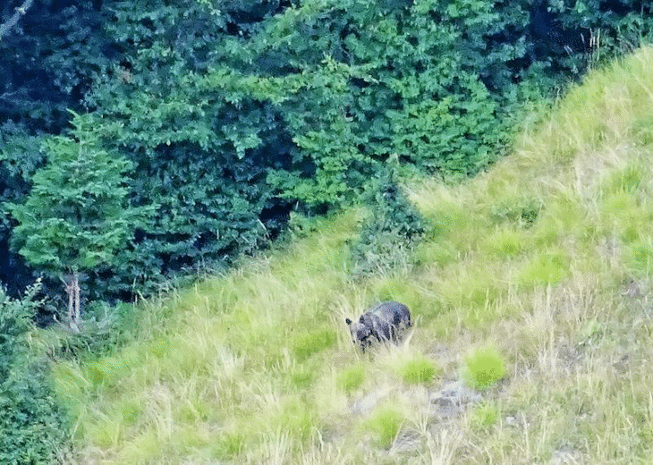 Популацията на мечките в Национален парк „Централен Балкан“ е стабилна