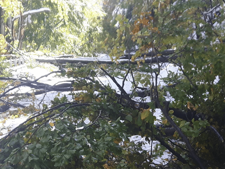 Екипи на пътноподдържащите фирми продължават разчистването на падналите дървета на проходите "Петрохан" и "Троянски"