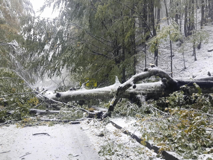 Инж. Атанасов: За неограничено време остават затворени проходът Петрохан и Троян - Кърнаре. Има много паднали дървета от снега