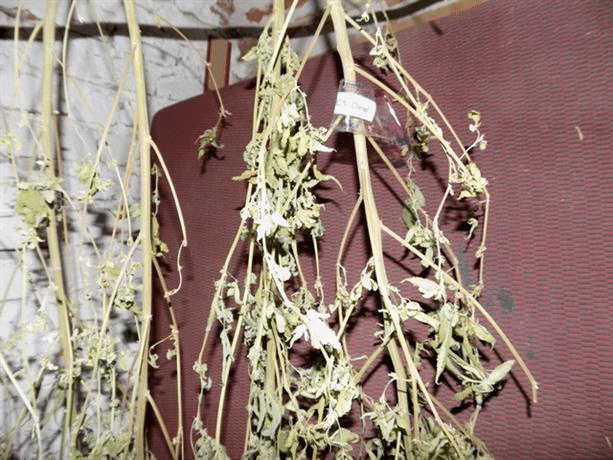 Служители от ОДМВР-Ямбол разкриха четири места с канабисови насаждения и помещение за изсушаване на наркокултури