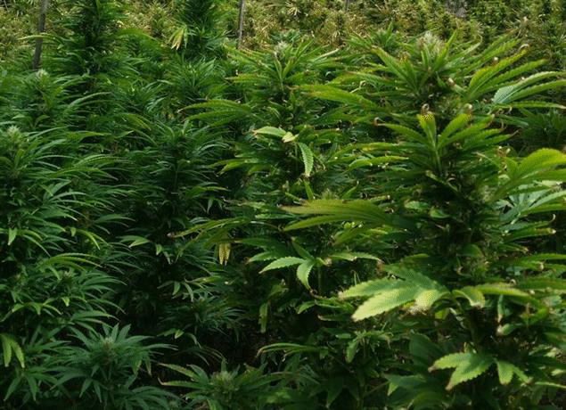 Полицаи от РУ - Крумовград разкриха наркостопанство край река Арда