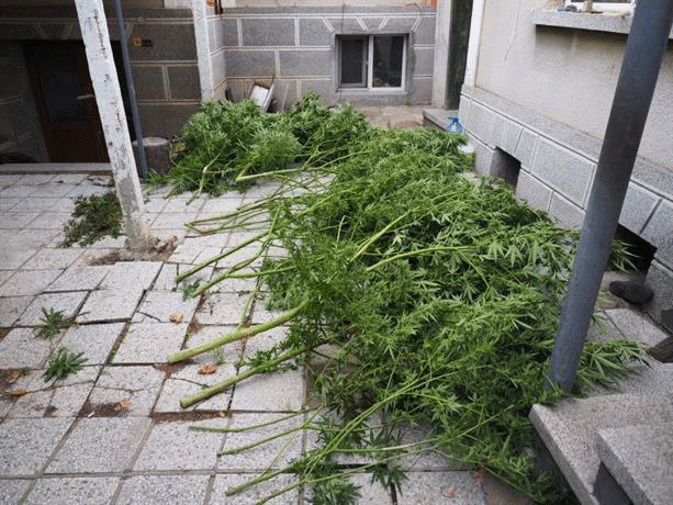 Екипи на ОДМВР-Пазарджик с успешни акции за противодействие на производството, разпространението и притежанието на наркотици