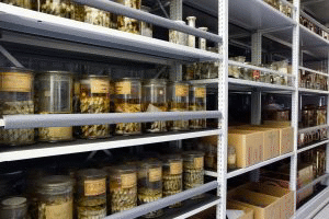 Научни колекции на БАН са признати за част от стратегическата европейска научна инфраструктура