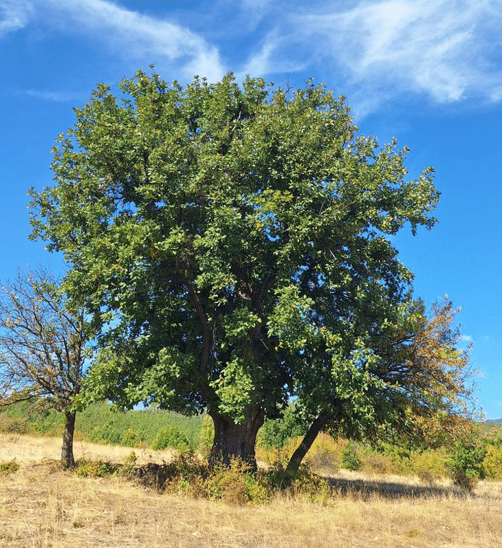 Министър Манол Генов обяви за защитени четири вековни дървета