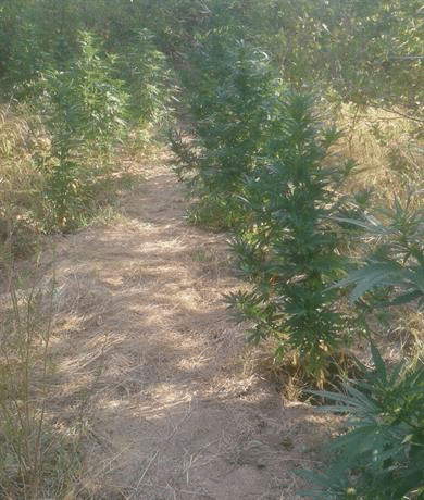 Насаждения от марихуана откриха полицаи от Стара Загора и Пазарджик