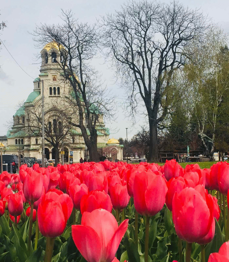 Разцъфнаха лалета в паркове и градини на София