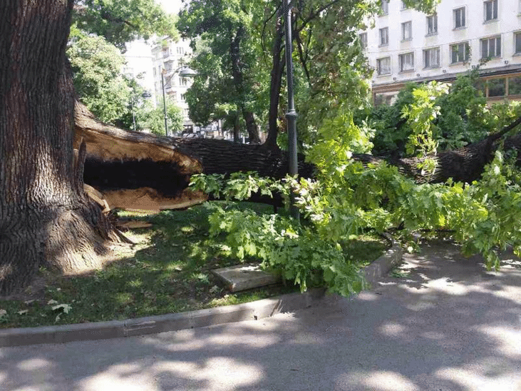 Повален от вятъра вековен дъб в София ще бъде отстранен