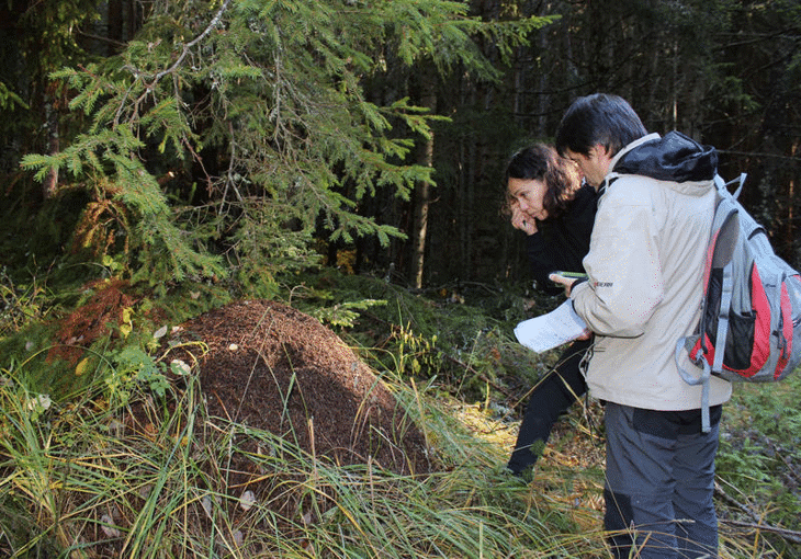 Започва ежегодният мониторинг на вида кафява мечка