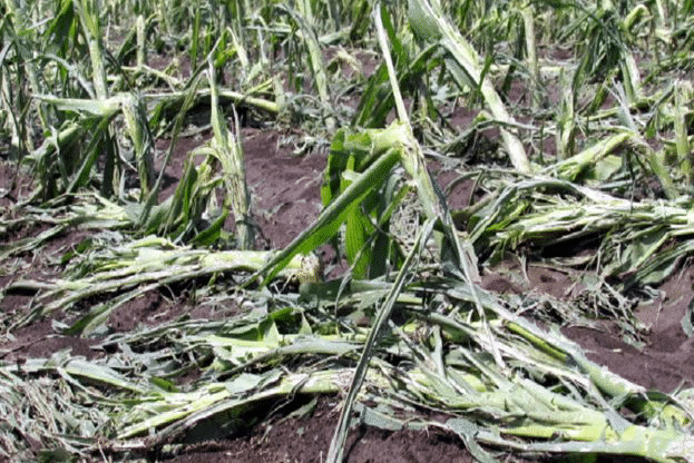 Определен е интензитетът за подпомагане на стопани при щети причинени от природни бедствия, настъпили през 2025 г.