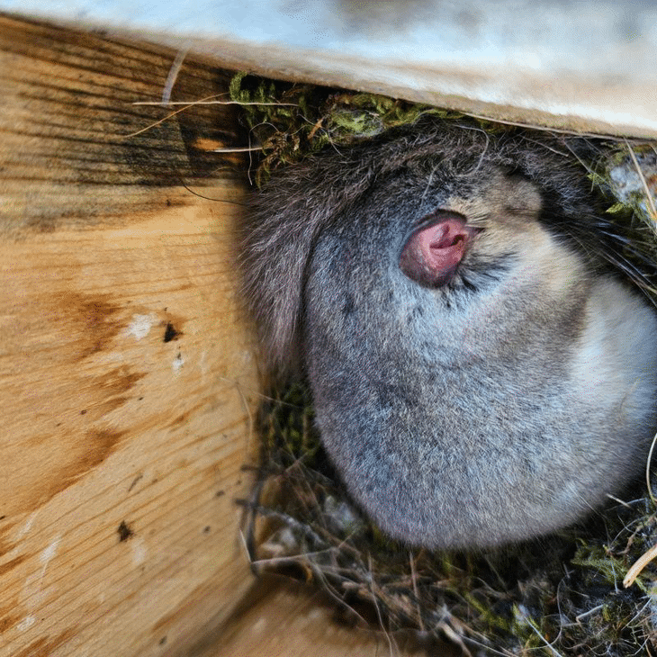 Експерти на РИОСВ Шумен извършиха мониторинг на сънливците в с. Иваново