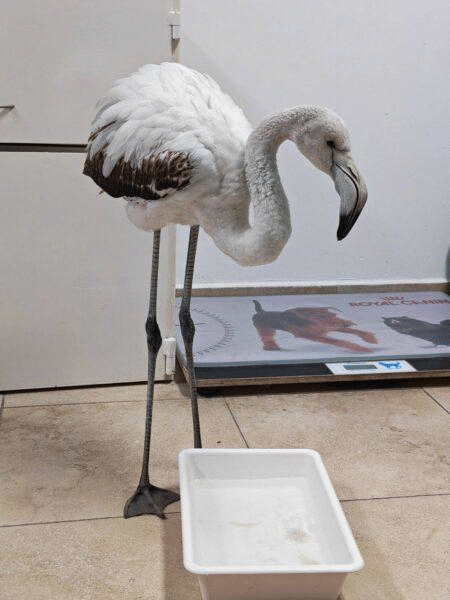 Спасено е фламинго в района на село Братово след подаден сигнал в РИОСВ - Бургас