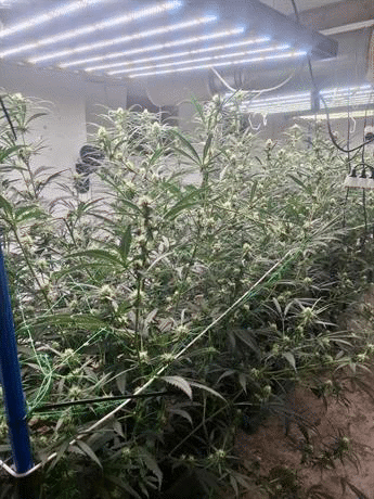 ГДБОП задържа членове на престъпна група за разпространение на наркотици в София и Перник