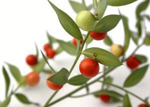 Не трябва да се купуват букети с Бодлив залист