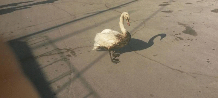 Експерти провериха сигнал за бедстващ лебед на Морска гара - Варна