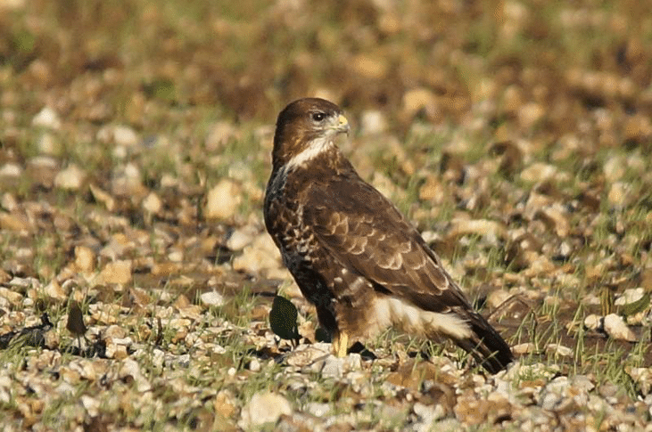Обикновен мишелов спасиха експерти от РИОСВ – Монтана