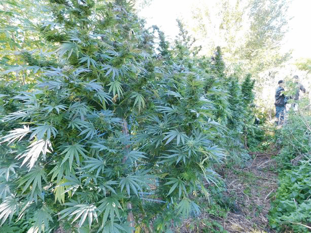 При операция срещу наркоразпространението в област Видин, служителите на реда иззели канабис