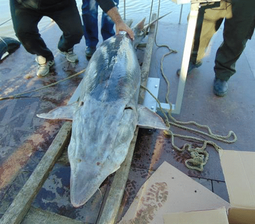 Близо 200-килограмова моруна, обект на бракониерски улов, бе върната във водите на Дунав