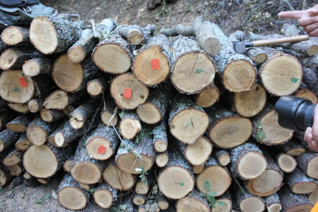 Горски надзирател е нападнат по време на изпълнение на служебните си задължения