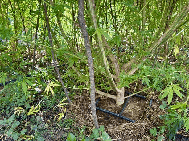 Плантация от канабисови дървета разкри ГДБОП в Плевен