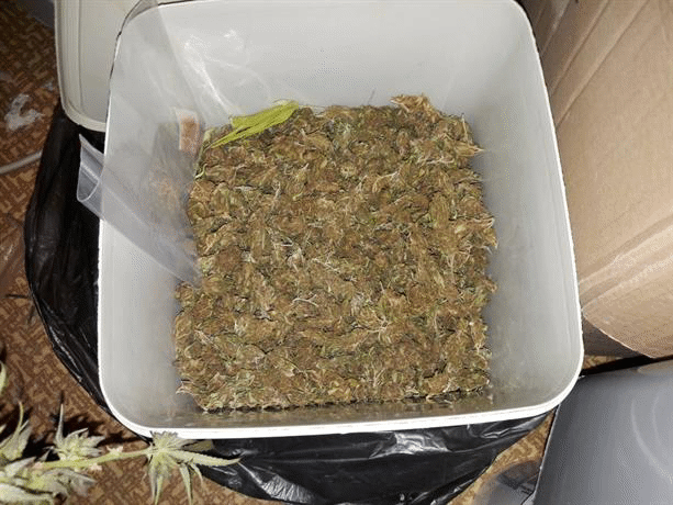 Служители на ГДБОП неутрализираха престъпна група, занимавала се с разпространение на марихуана