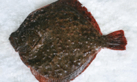 МЗХГ