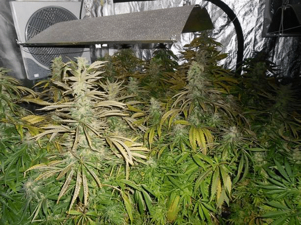 Криминалисти на столичното Второ РУ откриха модерна оранжерия за отглеждане на канабис