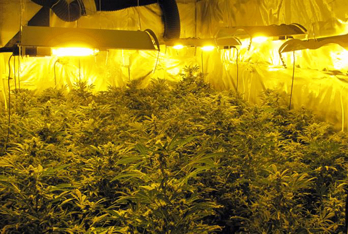 Служители на ГДБОП неутрализираха престъпна група, занимавала се с отглеждане на марихуана