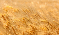 МЗХГ