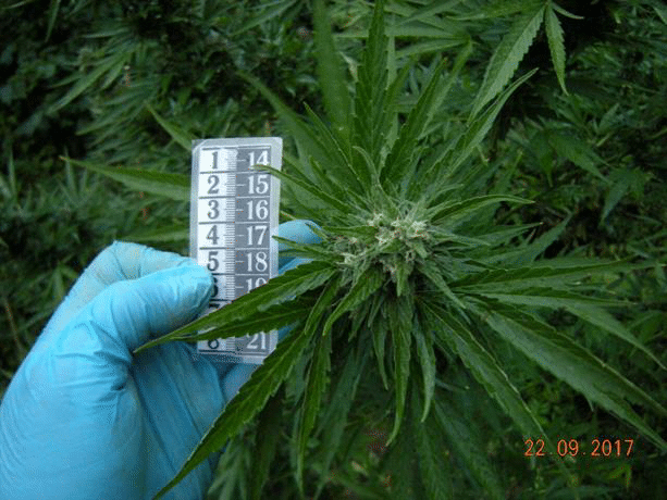 ГДНП и ГДБОП проведоха операция срещу наркоразпространението