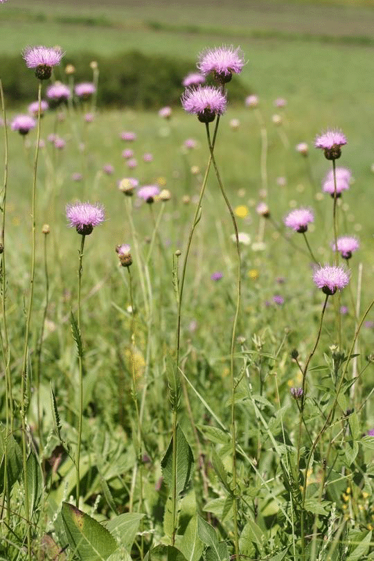 Обявена е нова защитена територия край река Студена