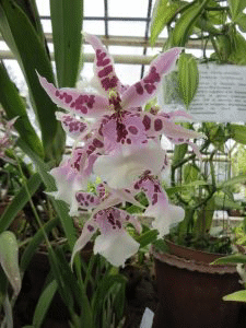 „Есенни срещи с растенията“ в Ботаническата градина на БАН