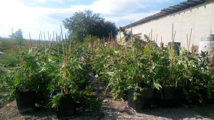 Криминалисти от РУ-Нови пазар откриха модерна оранжерия за отглеждане на канабис в покрайнините на града