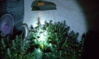 МВР
