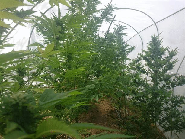 Домашна наркооранжерия разкриха полицаи от РУ – Своге