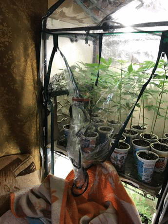 На територията на Ботевград е разкрита домашна наркооранжерия