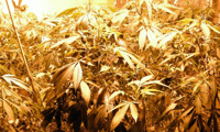 МВР