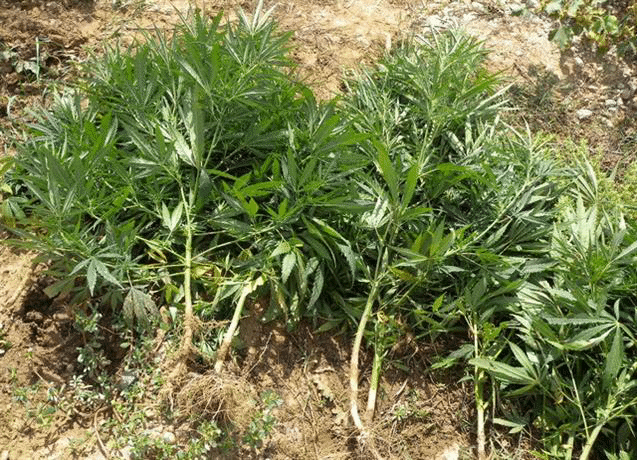 Полицаи от РУ-Кирково откриха канабисова нива в землището на село Островец