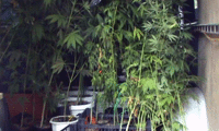 МВР