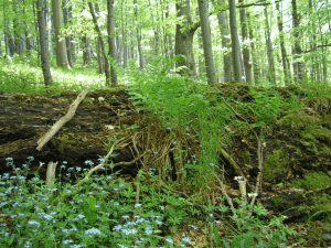 МОСВ взема мерки за пожарната безопасност в защитените територии