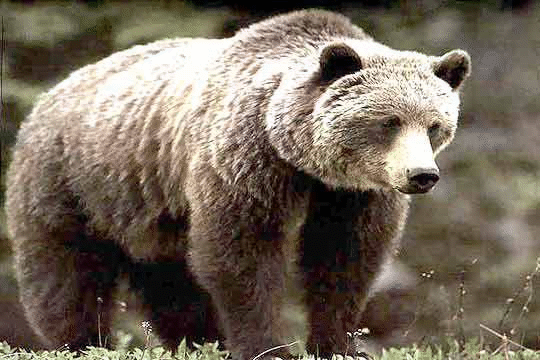 МОСВ раздаде над 300 комплекта електропастири в районните с най-голяма популация на кафява мечка