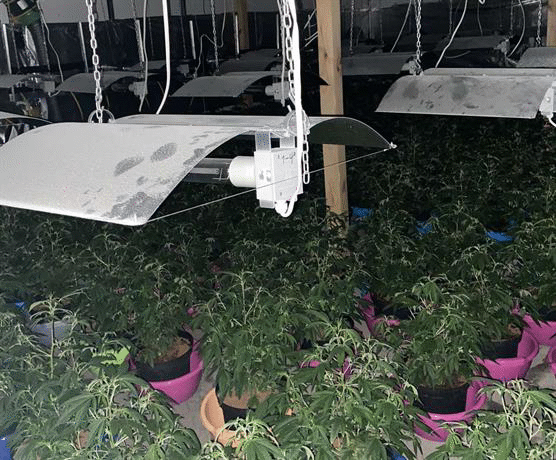 Нарколаборатория за отглеждане марихуана е разкрита при полицейска акция на служители на ОД МВР – Пазарджик