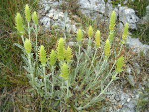 И тази година мурсалският чай е забранен за бране