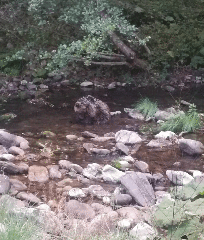 РИОСВ – Смолян проведе акция за спасяване на мече