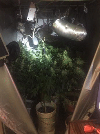 Две домашни наркооранжерии бяха разкрити през почивните дни на територията на ОДМВР-София