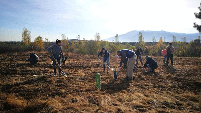 Нови 6200 дървета са засадени в Новата гора на София