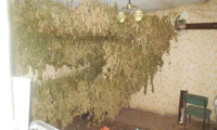 МВР