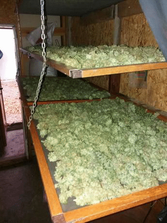 Асеновградски криминалисти разкриха лаборатория за производство на марихуана