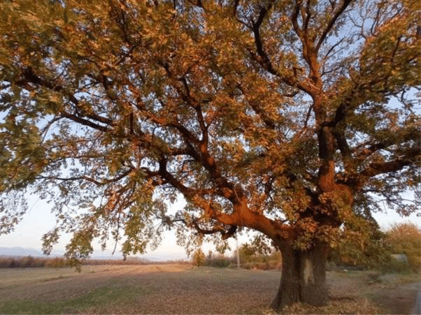 500-годишен дъб в Старо Железаре вече е със статут на защитено вековно дърво