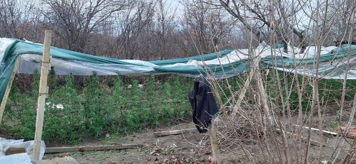 Провежда се разследване за незаконно отглеждане на коноп в с. Якимово