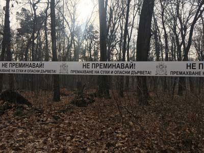 Предстои премахване на опасни дървета в местността „Кошарите“